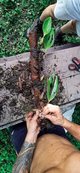 orquideas-inicio4